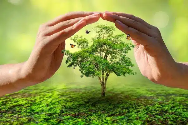 7950588-mains-protegeant-les-arbres